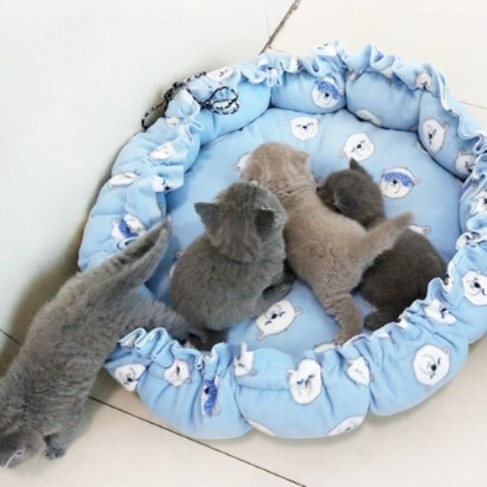 Coussin Chat | Douillet Premiumâą - Transportdodochat