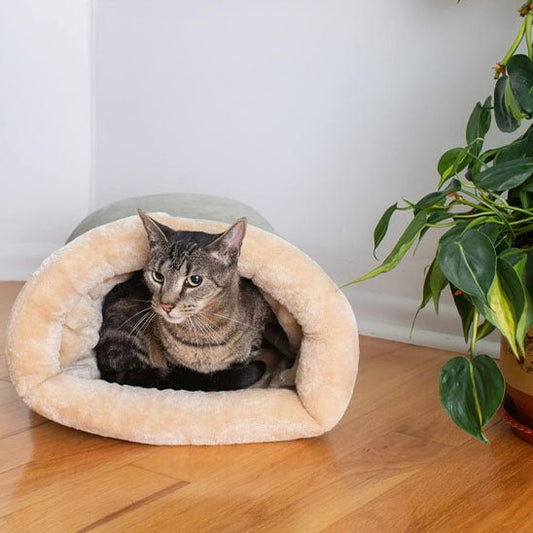 coussin chat brun chat attentif