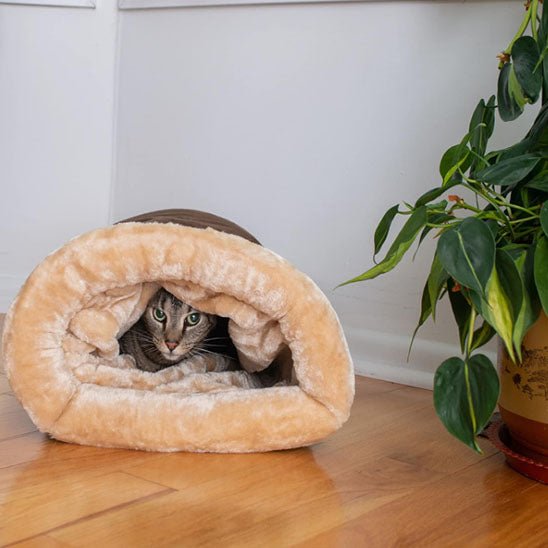 coussin chat brun chat repos