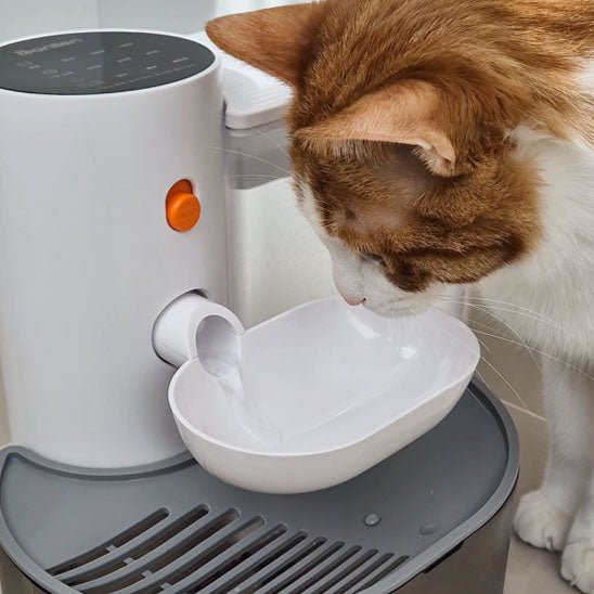 Fontaine a eau chat blanche chat veut boire