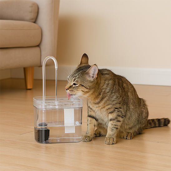 Fontaine à Eau pour Chat transparente chat a soif