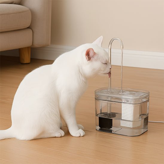 Fontaine à Eau pour Chat transparente chat se désaltère