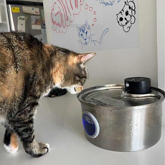 Fontaine a eau pour chat-chat a soif