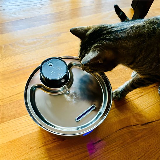 Fontaine a eau pour chat-chat observateur