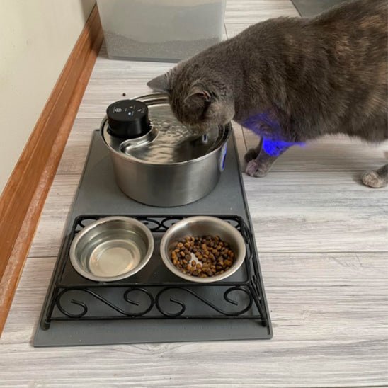 Fontaine a eau pour chat-chat s'hydratant