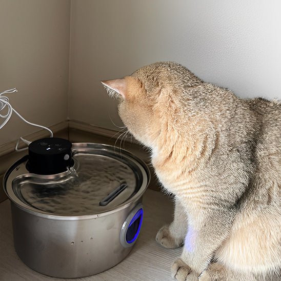 Fontaine a eau pour chat-chat surpris
