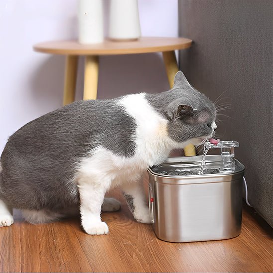 Fontaine à eau pour chat inox chat lèche de l'eau