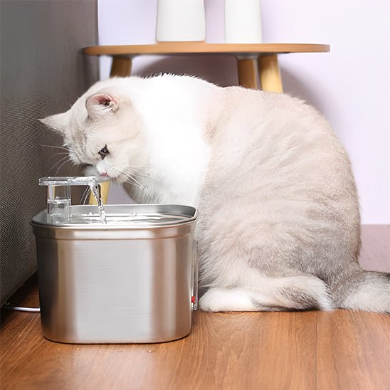 Fontaine à eau pour chat inox chat inox