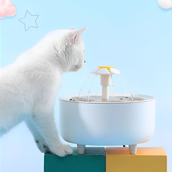 Fontaine à eau pour chat-chat observe eau