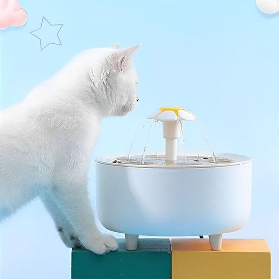 Fontaine à eau pour chat-chat observe eau