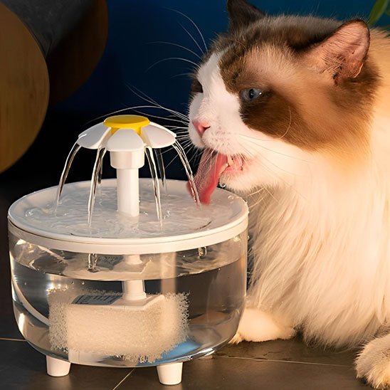 Fontaine à eau pour chat transparente chat boit