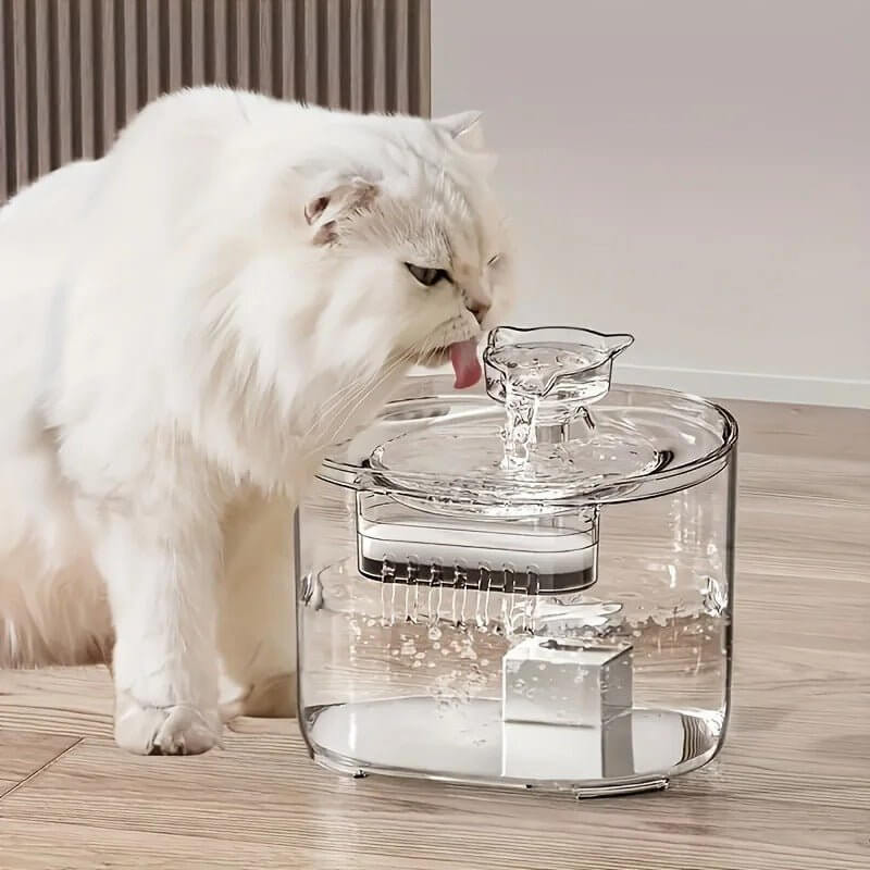 Fontaine Eau Chat transparente chat boit