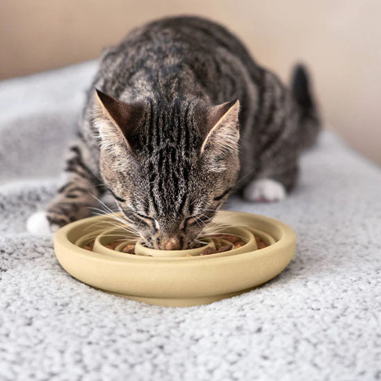 gamelle anti-glouton céramique chat beige chat mange
