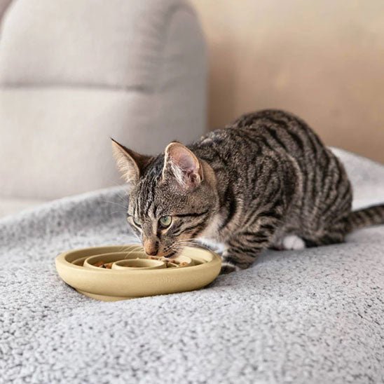 Gamelle anti - glouton chat - Porcelaine Féline™ - Transportdodochat