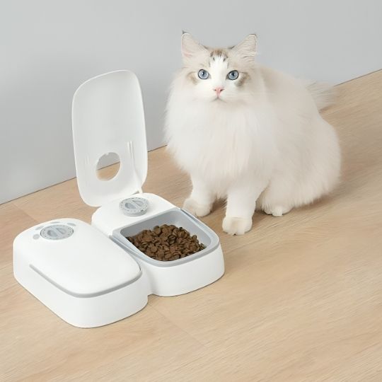 Gamelle automatique chat blanc chat attend manger