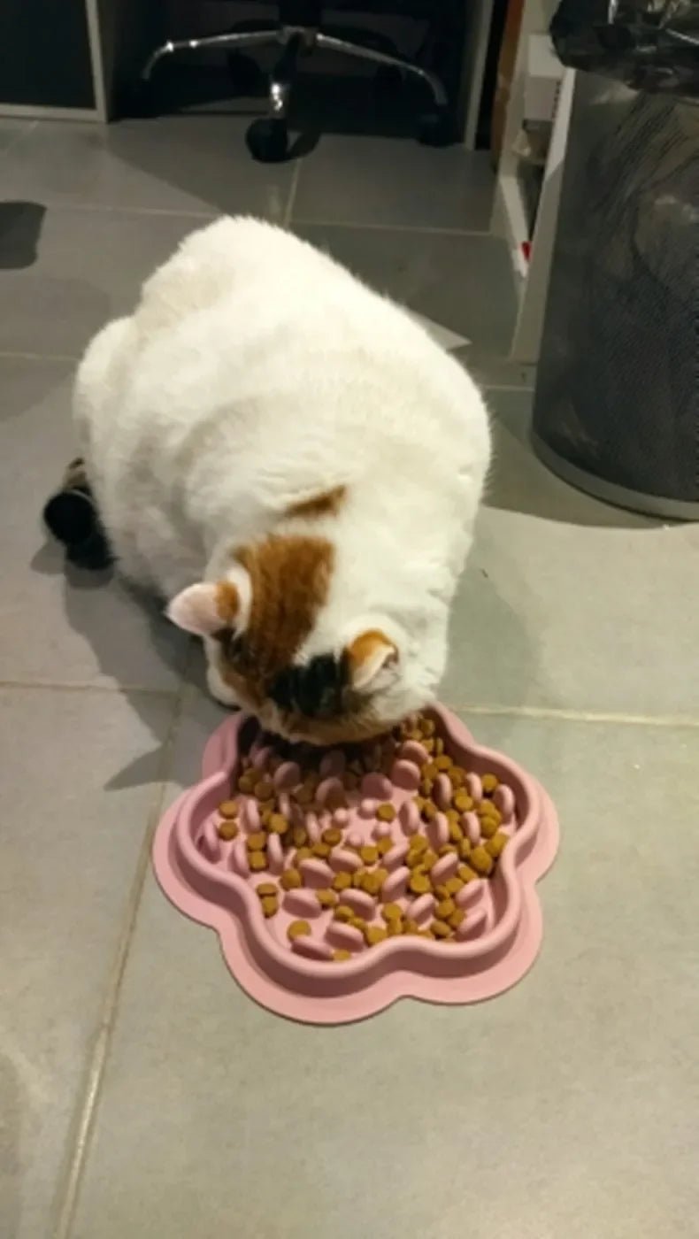 Gamelle chat anti glouton - Douce Dévorette™ - Transportdodochat