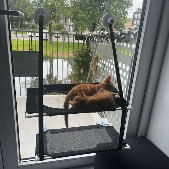 Hamac chat fenetre - Balcon des Minousâą - Transportdodochat