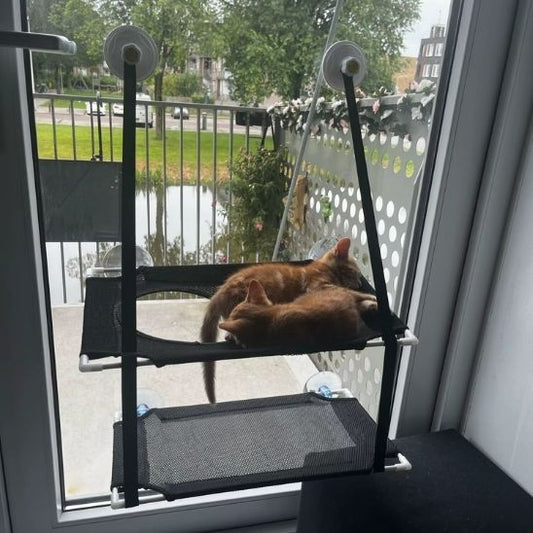 Hamac chat fenetre - Balcon des Minous™ - Transportdodochat