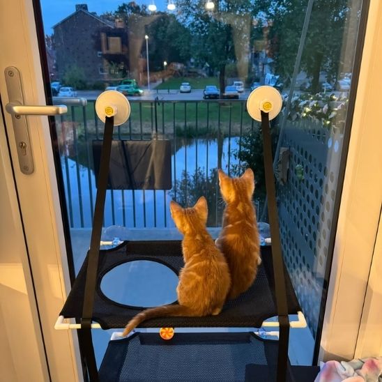 Hamac chat fenetre double chatons curieux