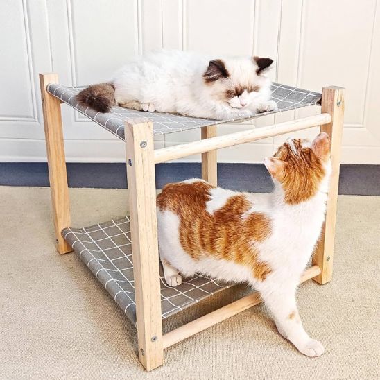 hamac pour chats gris chats se jaugent
