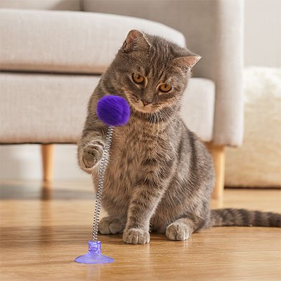 jeu chat violet avec ressort chat joue