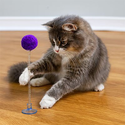 jeu chat violet chat joue sur ventouse
