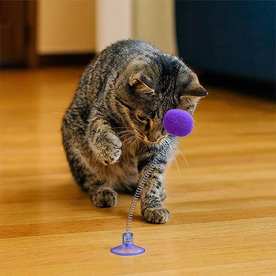 jeu chat violet chat joue