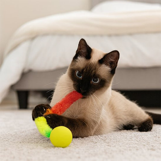 jouet chat interactif chat mordillant le jouet
