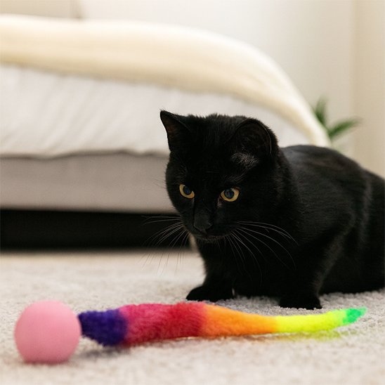 jouet chat interactif chat noir joue