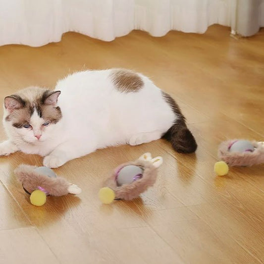 jouet chat interactif gris chat détendu