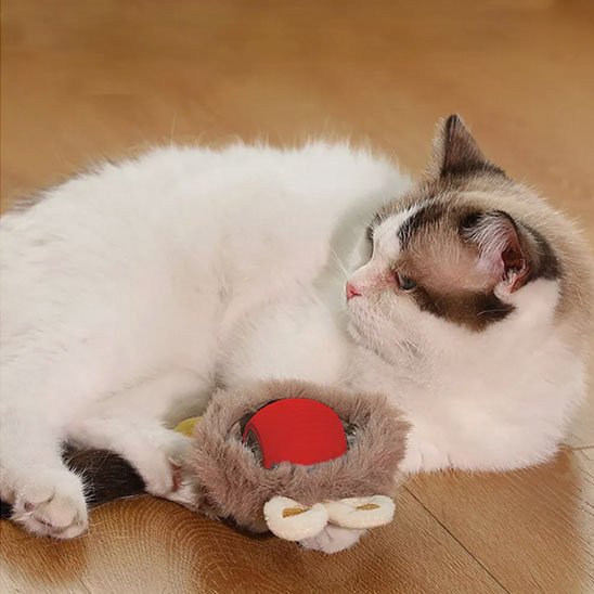 jouet chat interactif rouge chat détendu
