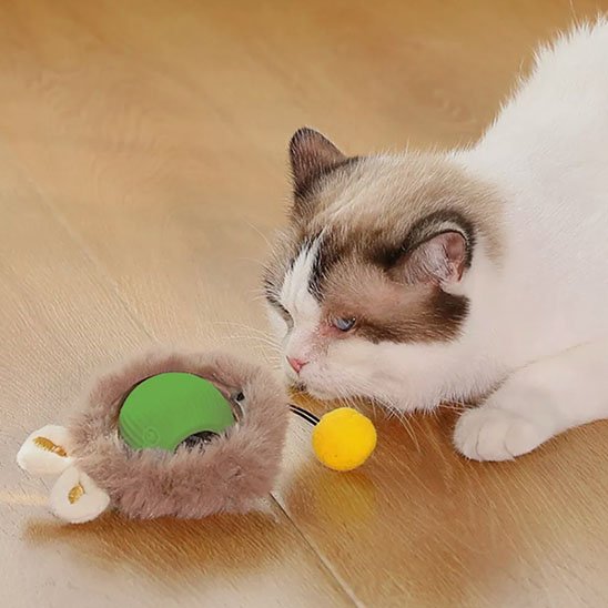 jouet chat interactif vert chat joue