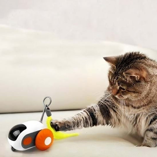 jouet chat rouge chat joue avec papillote attaché sur jouet
