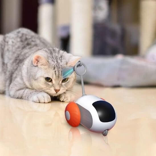Jouet chat rouge chat prĂȘt Ă bondir