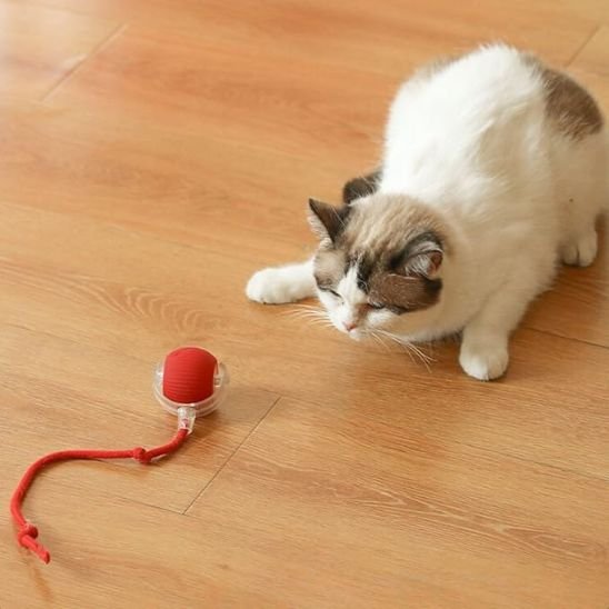 jouet pour chat balle rouge chat intéressé