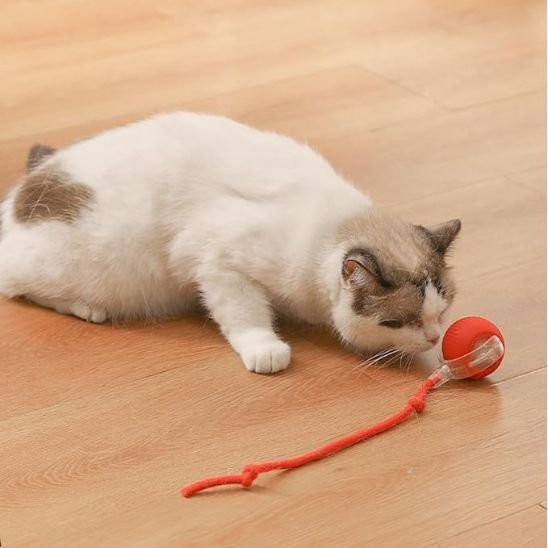 jouet pour chat balle rouge chat renifle
