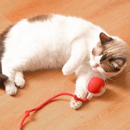 jouet pour chat balle rouge chat se repose