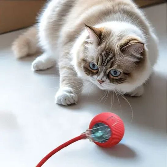jouet pour chat balle rouge chat surpris