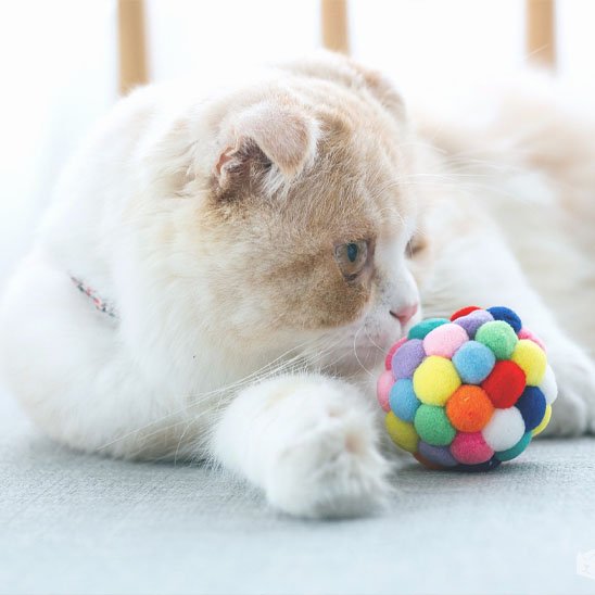 jouet pour chat multicolore chat attrape la balle