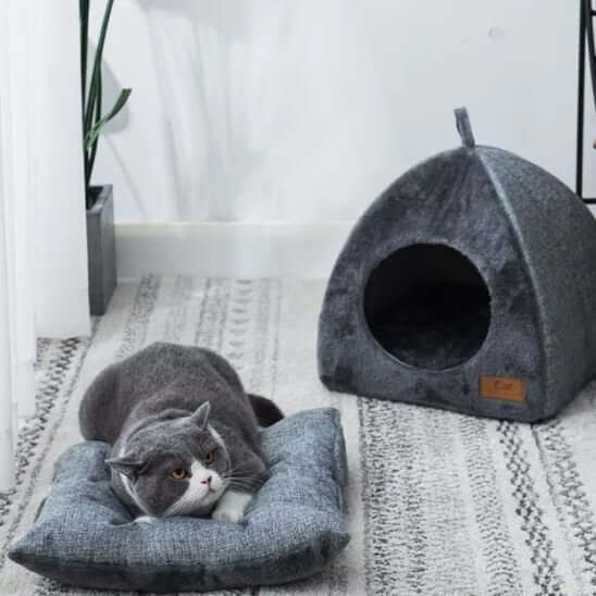 Lit chat gris chat repose sur coussin