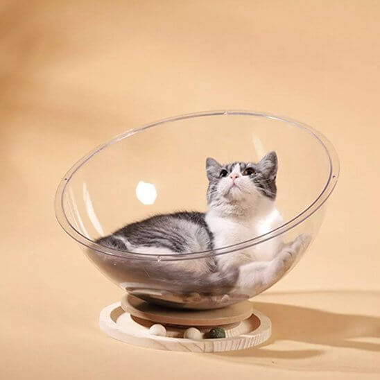Lit pour chat circulaire chat attentif