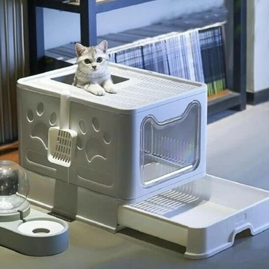 Litière bac chat beige chat debout