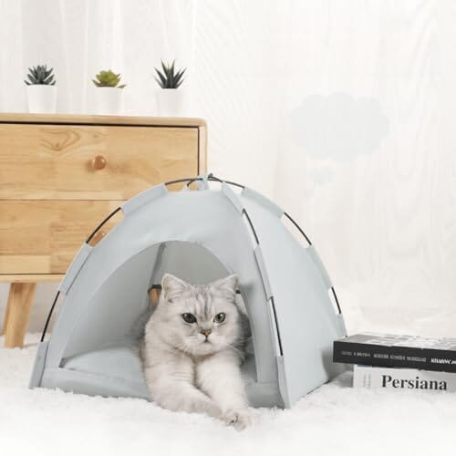 niche à chat gris cyan chat détendu