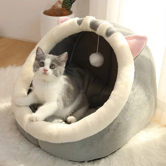 panier pour chat-chat curieux