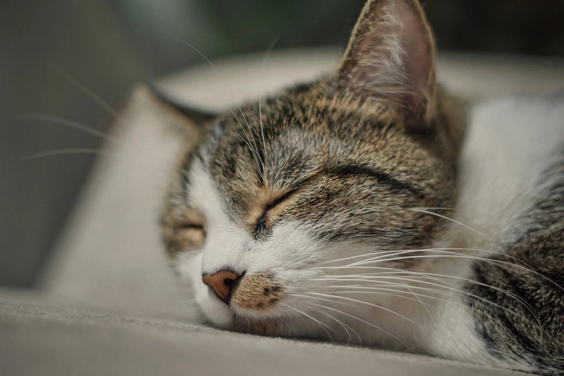 Sommeil de votre chat : Pour une bonne Santé et un bien-être félin - Transportdodochat