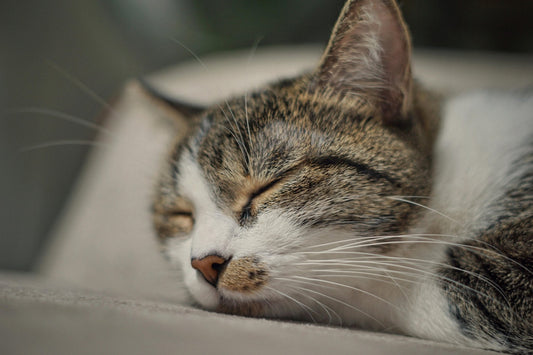 Sommeil des Chats: Pour une bonne Santé et un bien-être félin - Transportdodochat