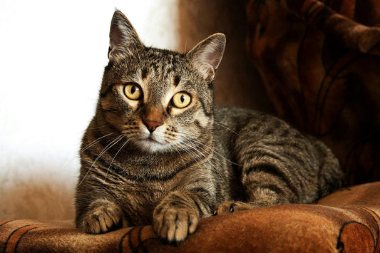 Bien nourrir son chat : gamelles, distributeurs et fontaines à eau - Transportdodochat