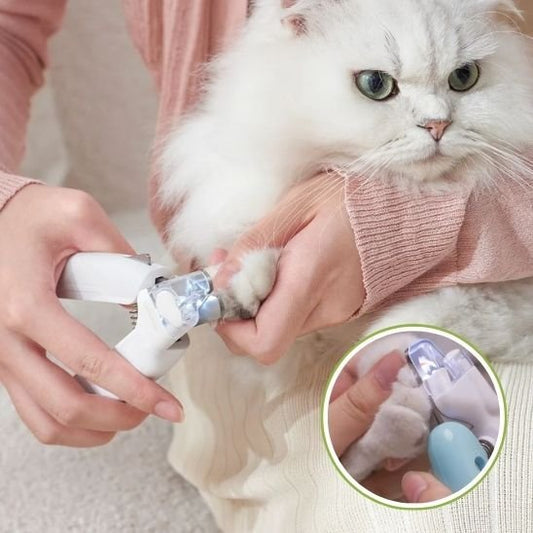 Couper des griffes de votre chat de façon sécuritaire - Transportdodochat