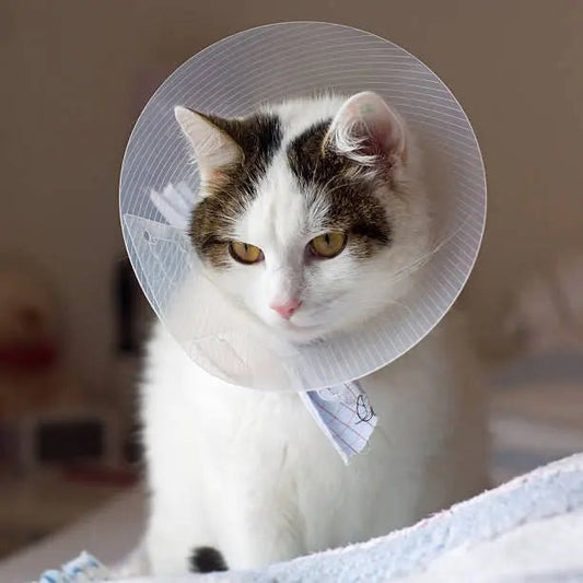 Quelle gamelle pour chat avec collerette? - Transportdodochat