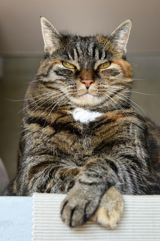 Nutrition idéale chat sénior - Transportdodochat